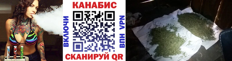 Каннабис планчик Шимановск